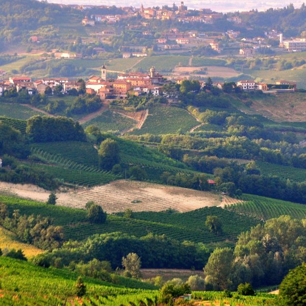 barolo wine tours and truffle hunting experience
